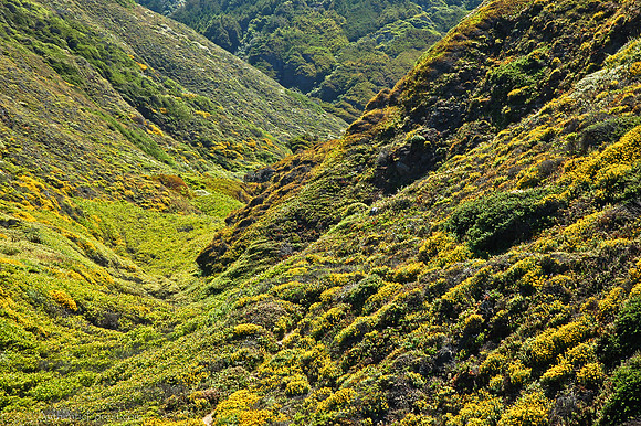 Blanketed Hillsides