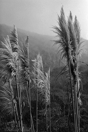 cat-tails in the mist