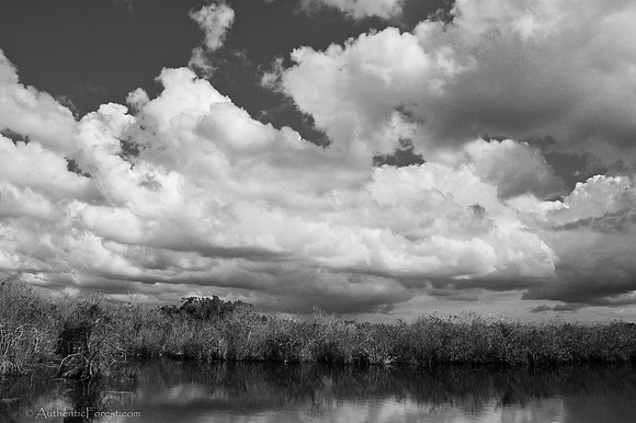 Everglades