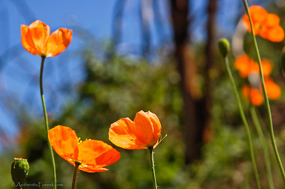 fire poppies