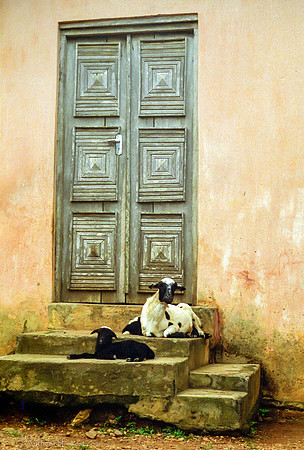 goats on a doorstep