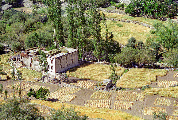Ladakhi farm