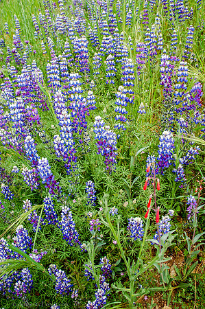 lupin in the Horse Pasture