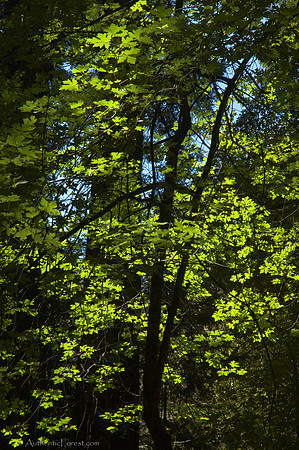 maple leaf light