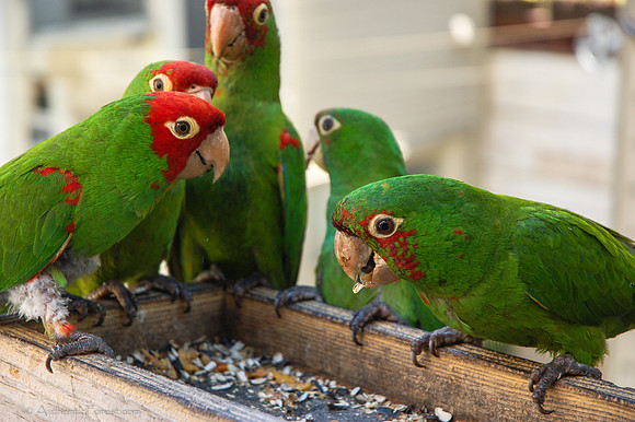 parrots of Telegraph Hill