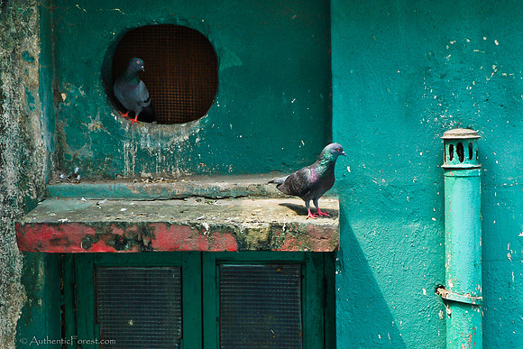 pigeons outside the window