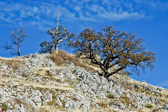 rock and wood