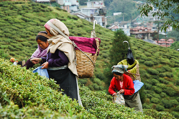 the tea pickers