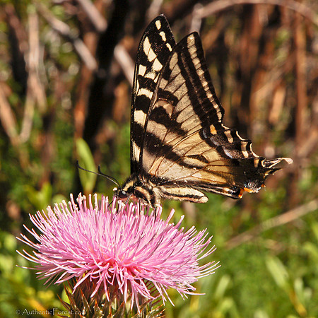 Tiger Swallowtail