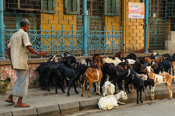street scene in Calcutta, with goats