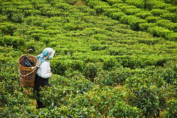 tea picker in a valley of tea
